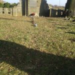 20161104_130944-kopiowanie