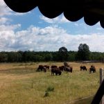 received_1917071198563048-kopiowanie