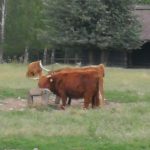 36137297_2107316079515379_5681265082814693376_n-kopiowanie