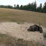 36176017_2107323626181291_4054013875438223360_n-kopiowanie