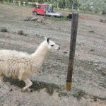 36188812_2107415162838804_7016582088862203904_n-kopiowanie