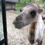 36188814_2107414436172210_2070529546431496192_n-kopiowanie