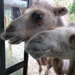 36200238_2107314506182203_5894908885105377280_n-kopiowanie