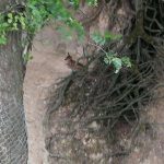 36224420_2107322929514694_7054994008614895616_n-kopiowanie