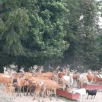 36233296_2107317799515207_8135838712090066944_n-kopiowanie