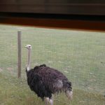 36317838_2107317982848522_4038070334065213440_n-kopiowanie