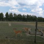 36335409_2107320986181555_1117579816455897088_n-kopiowanie