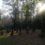 received_2445106385745905