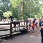 img_20210615_140710-kopiowanie