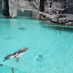 img_20210615_150023-kopiowanie