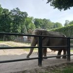 img_20210615_152738-kopiowanie