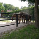 img_20210615_152828-kopiowanie