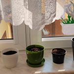 Doniczki z roślinami na parapecie.