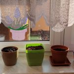 Doniczki stojące na parapecie okna