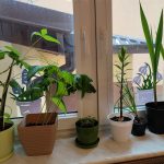 Prezentacja hodowli roślinek.